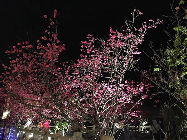 強尼先生愛美食&外食&旅遊大冒險--苗栗。小旅遊 | 泰安區-泰安派出所賞夜櫻 / 櫻花季！