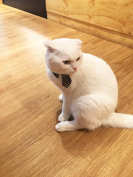 強尼先生愛美食-台北。好食記 | 松山區-小春日和動物雜貨珈琲-吸貓 / 咖啡 / 下午茶 / 點心 / 寵物鮮食 / 寵物友善 / 貓狗洗澡 / SPA美容-民生社區！