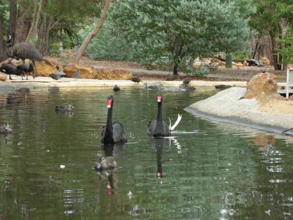 伯斯特產-黑天鵝 