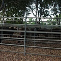 20070818 darwin rodeo 003.jpg