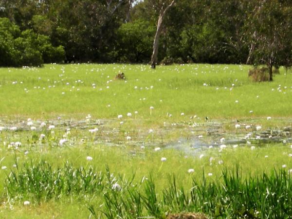 河邊的小白蓮花