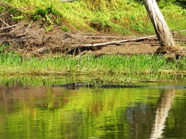 會吃人的鱷魚就在旁邊游過
