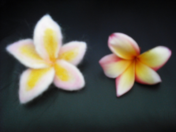 真雞蛋花vs羊毛氈雞蛋花