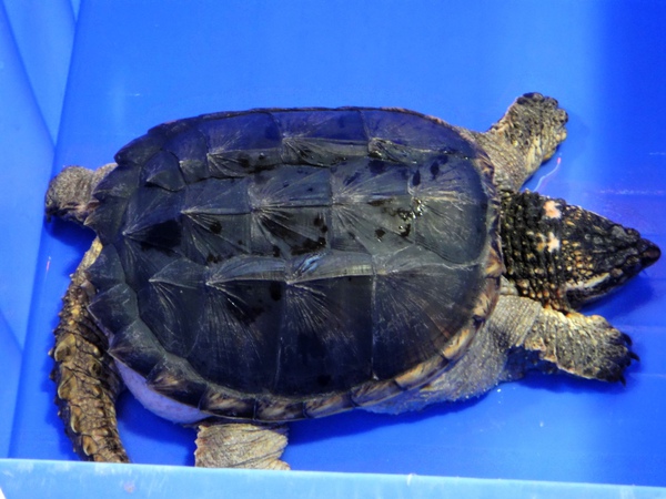 鱷魚龜@新濠火鍋