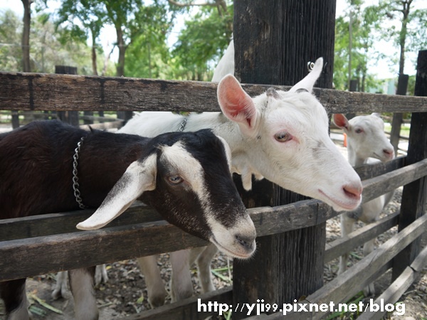 高雄市大樹區 華一休閒農場 嘉南羊乳 高雄區示範牧場 雪花台湾