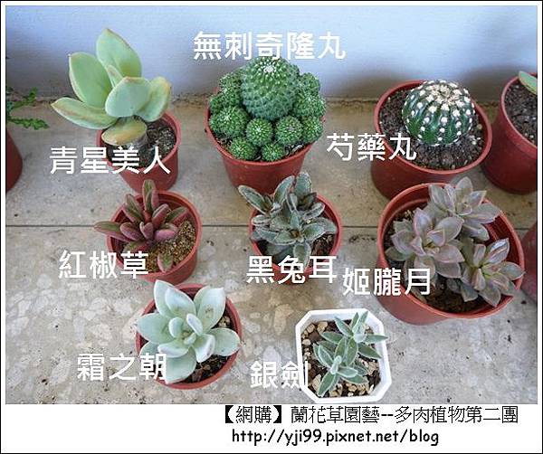 网购 兰花草园艺服务网 多肉植物多样化 雪花台湾 网购 兰花草园艺服务网 多肉植物多样化 雪花台湾