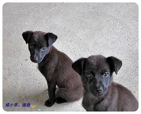 長濱民宿養了一對可愛又好動的小黑狗