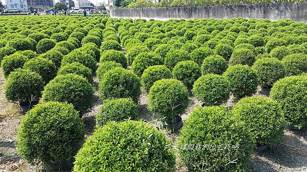 ,彰化,田尾,波波草,田仁路,掃帚草,