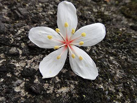 烏來桐花5