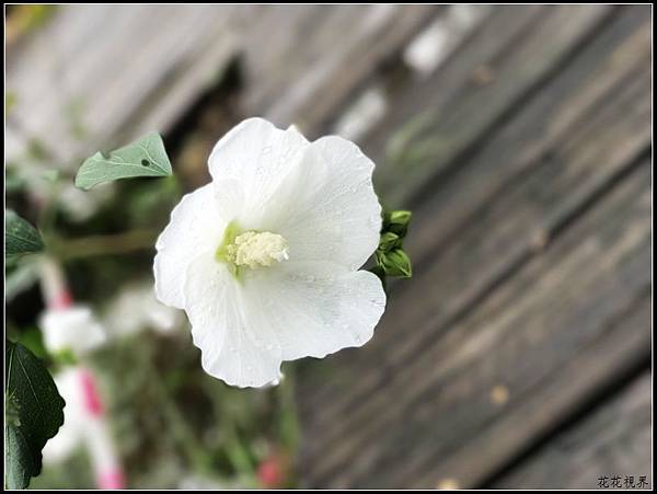 木槿花開 溫柔的堅持 花花視界 痞客邦 木槿花開 溫柔的堅持 花花視界 痞客邦