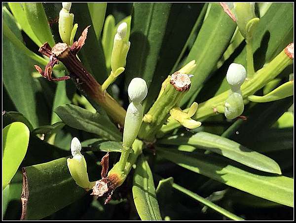 羅漢松開兩種花 花花視界 痞客邦