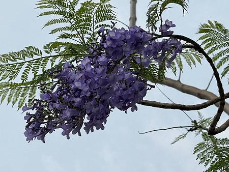 藍花楹 VS 長頸鹿公園