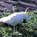 2011年4月澳洲素食自由行-雪梨篇-皇家植物園13