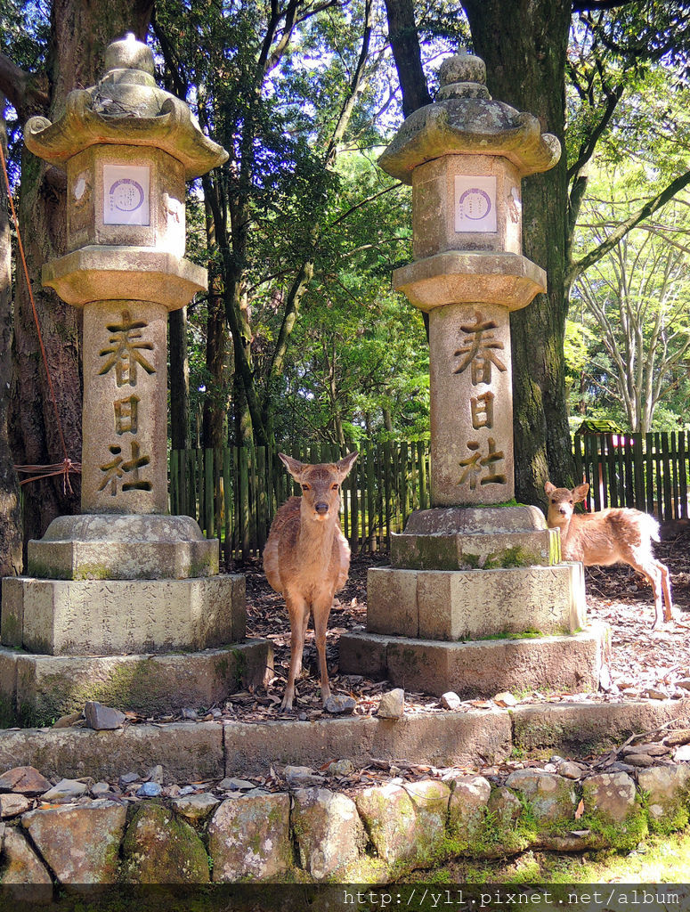 奈良 春日大社