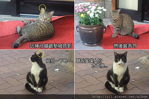 露天神社 愛之貓