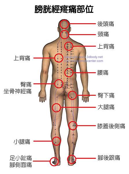 膀胱經