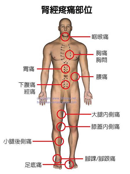 腎經