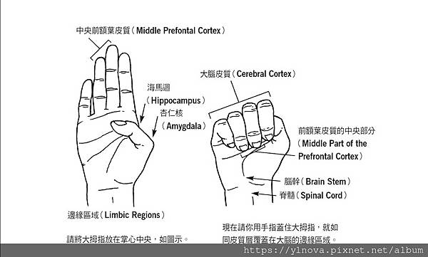 大腦在手指上