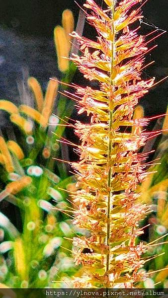 令人「心無罣礙」的色光