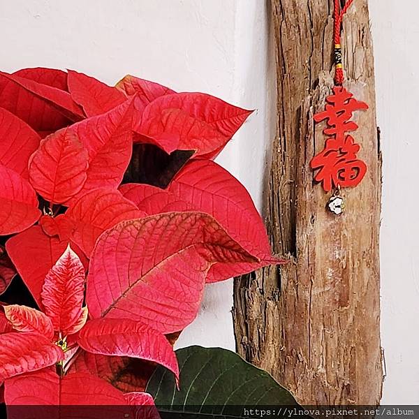 足底筋膜炎聖誕禮物