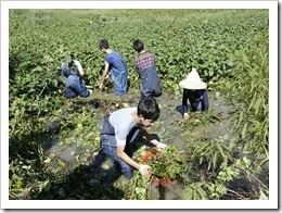 105年10月16日楊梅高榮社區埤塘溼地復育特色課程活動，地點高榮濕地