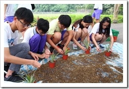 1070428銘泉農場同學栽植鳳梨作物 1070428銘泉農場同學栽植鳳梨作物
