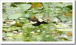 1070429於台灣水雉園區拍攝水雉鳥的倩影 1070429於台灣水雉園區拍攝水雉鳥的倩影