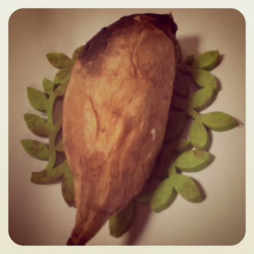 Taiwan or Bird? 可愛又好吃的地瓜