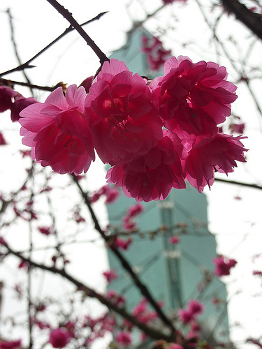 Sakura 2012。信義區的櫻花