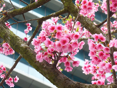 Sakura 2012。信義區的櫻花