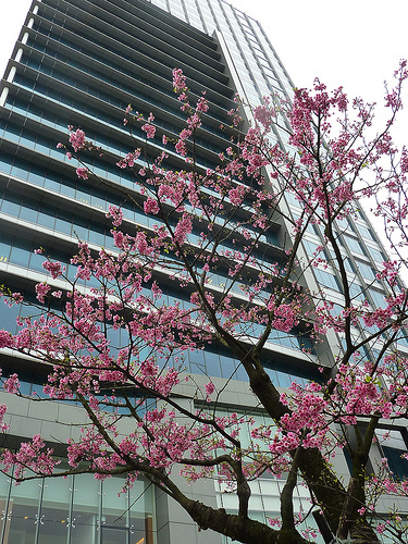 Sakura 2012。信義區的櫻花