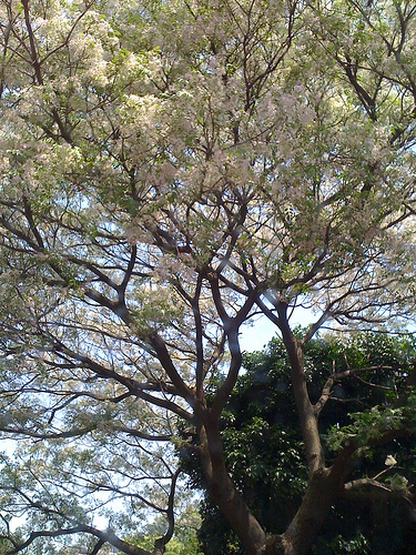 桐花樹。開花了。