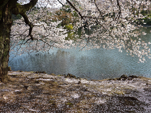 2010 sakura。東京新宿御苑盛開的櫻花