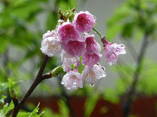 2011 sakura。 216巷早謝的櫻花