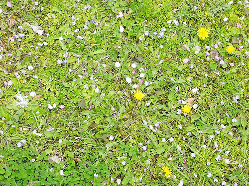 日本行-2010的櫻花-濱離宮恩賜庭園