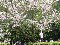 2010 sakura。淡水天元宮櫻花