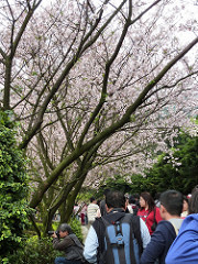 2010 sakura。淡水天元宮櫻花