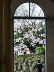 2010 sakura。淡水天元宮櫻花