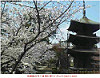 sakura20080414信濃國分寺