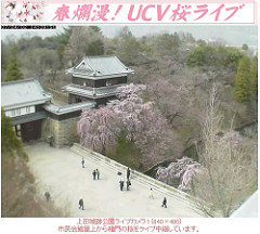 櫻花五分開! 20070402上田城跡公園