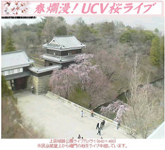 櫻花一分開! 20070401上田城跡公園