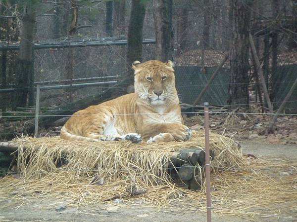 獅頭虎身的彪