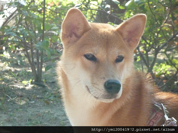 2010.10.31社皮公園(3)