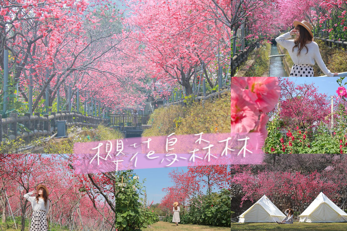 櫻花鳥森林 2021新社最美櫻花季 白冷圳櫻花秘境小京都 台中新社賞櫻景點推薦 巧莉的世界流浪筆記 痞客邦