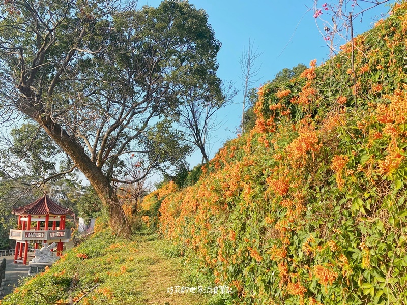新竹景點 竹北炮仗花秘境 三層高的炮仗花階梯超美橘紅花瀑不必人擠人 百年古蹟蓮華寺 巧莉的世界流浪筆記 新竹景點 竹北炮仗花秘境 三層高的炮仗花階梯超美橘紅花瀑不必人擠人 百年古蹟蓮華寺 巧莉的世界流浪筆記