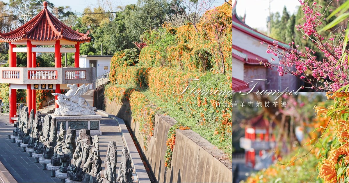 新竹景點 竹北炮仗花秘境 三層高的炮仗花階梯超美橘紅花瀑不必人擠人 百年古蹟蓮華寺 巧莉的世界流浪筆記