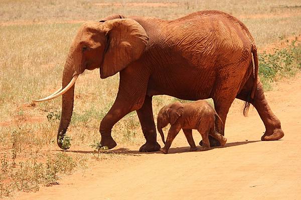 elephant-175798_1280.jpg elephant-175798_1280.jpg