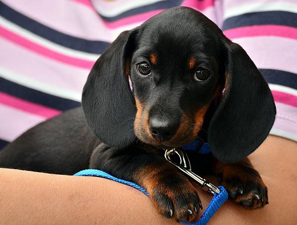 dachshund-1519374_1280.jpg dachshund-1519374_1280.jpg