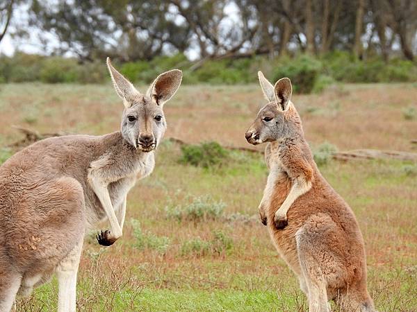 kangaroos-1563624_1280.jpg