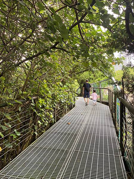 走進紅樹林步道入口